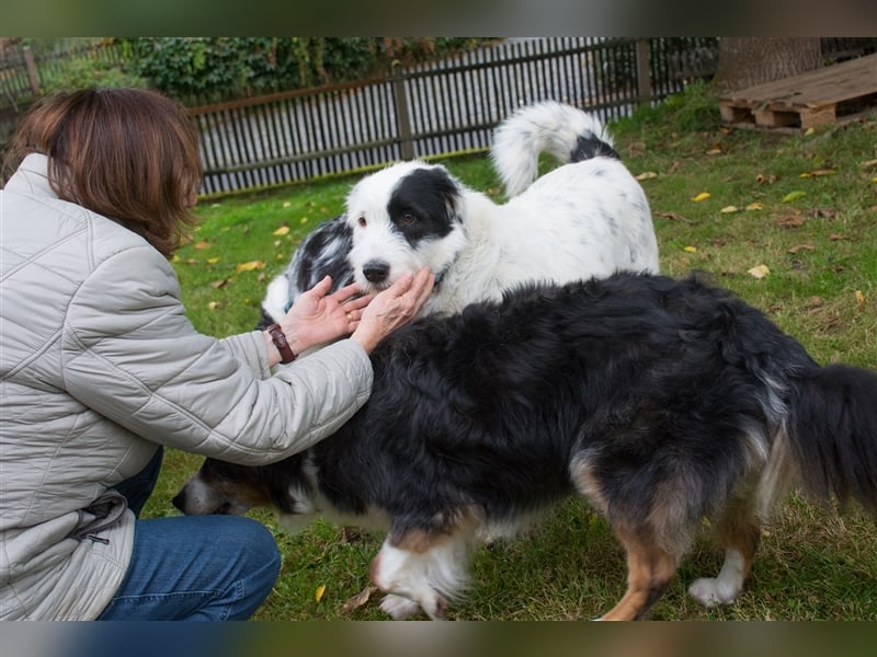 MIRA, Hündin, 3 Jahre jung, sucht ein liebevolles Zuhause und lange Spaziergänge