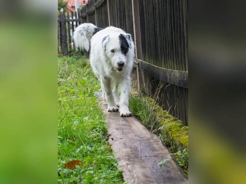 MIRA, Hündin, 3 Jahre jung, sucht ein liebevolles Zuhause und lange Spaziergänge