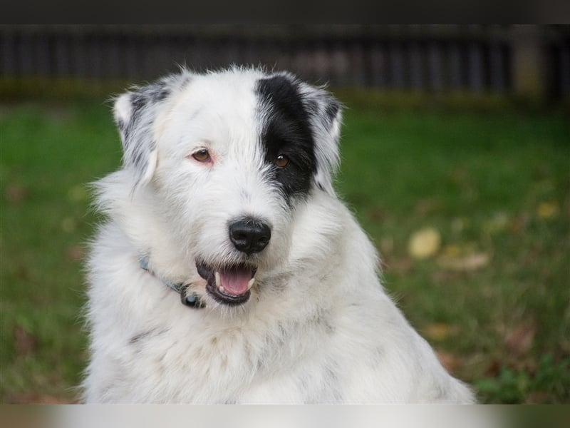 MIRA, Hündin, 3 Jahre jung, sucht ein liebevolles Zuhause und lange Spaziergänge