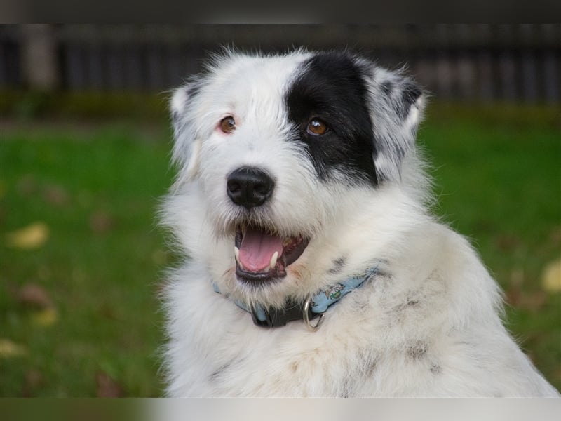 MIRA, Hündin, 3 Jahre jung, sucht ein liebevolles Zuhause und lange Spaziergänge