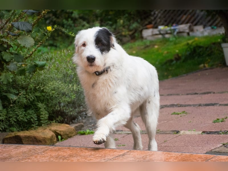 MIRA, Hündin, 3 Jahre jung, sucht ein liebevolles Zuhause und lange Spaziergänge