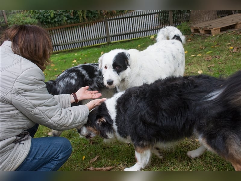 MIRA, Hündin, 3 Jahre jung, sucht ein liebevolles Zuhause und lange Spaziergänge