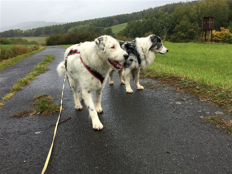 MIRA, Hündin, 3 Jahre jung, sucht ein liebevolles Zuhause und lange Spaziergänge