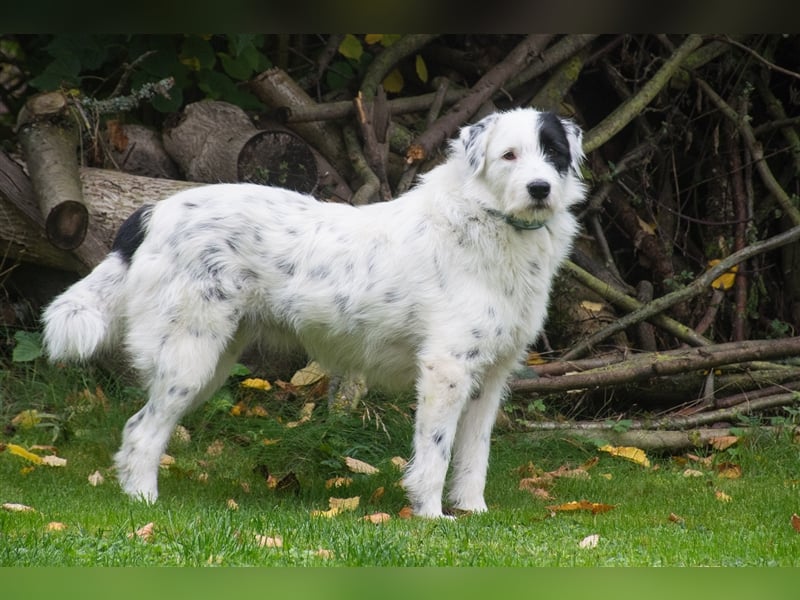 MIRA, Hündin, 3 Jahre jung, sucht ein liebevolles Zuhause und lange Spaziergänge