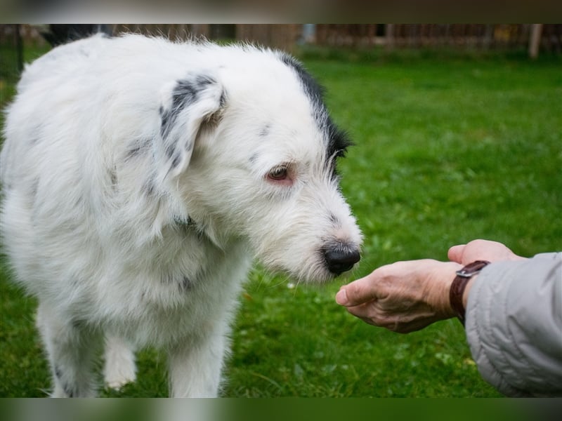 MIRA, Hündin, 3 Jahre jung, sucht ein liebevolles Zuhause und lange Spaziergänge