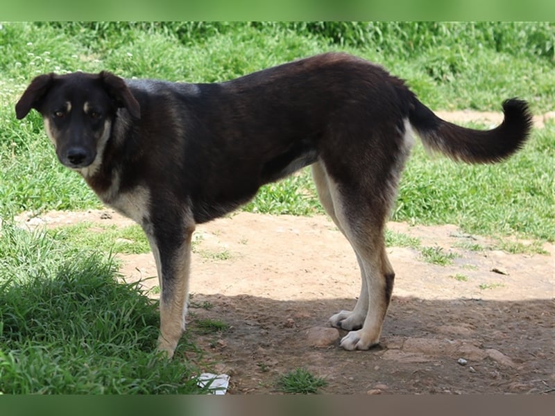 Zena, geb. ca. 05/2021, lebt in GRIECHENLAND, auf einem Gelände, auf dem die Hunde notdürftig versor