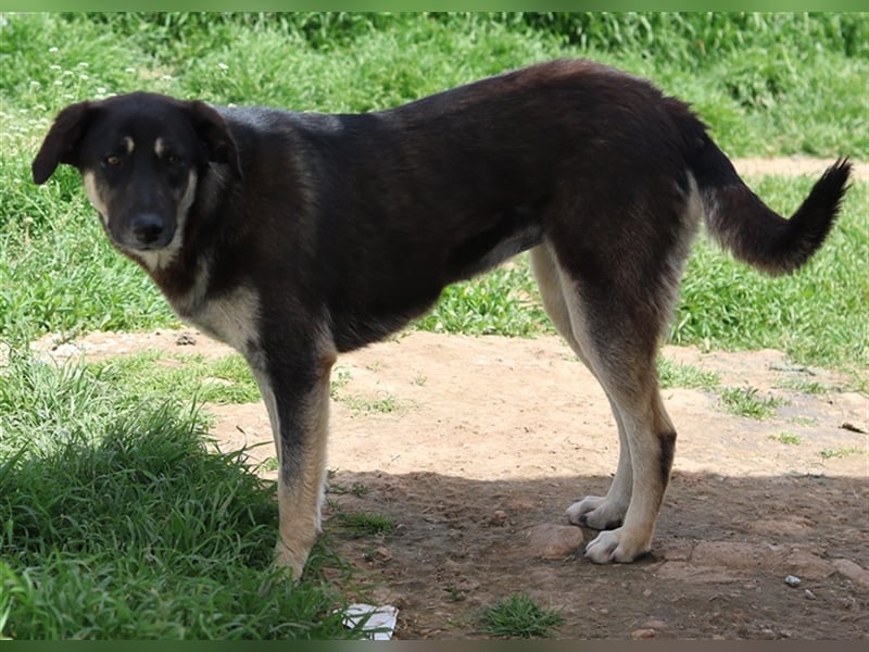 Zena, geb. ca. 05/2021, lebt in GRIECHENLAND, auf einem Gelände, auf dem die Hunde notdürftig versor