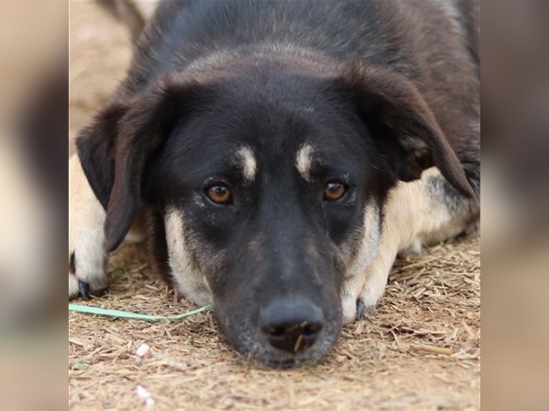 Zena, geb. ca. 05/2021, lebt in GRIECHENLAND, auf einem Gelände, auf dem die Hunde notdürftig versor
