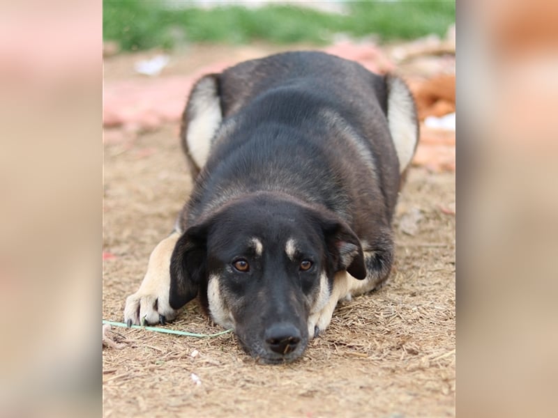 Zena, geb. ca. 05/2021, lebt in GRIECHENLAND, auf einem Gelände, auf dem die Hunde notdürftig versor