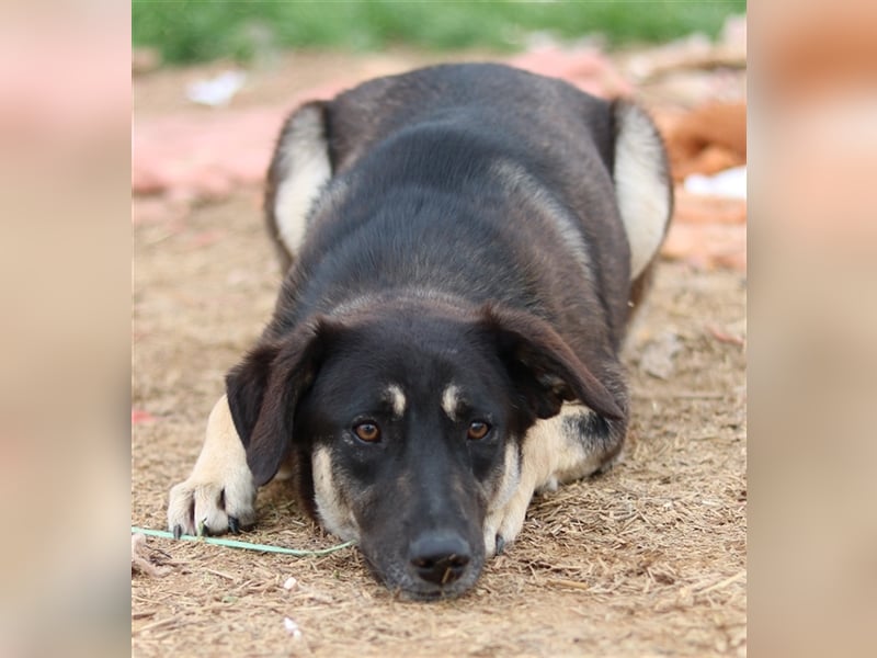 Zena, geb. ca. 05/2021, lebt in GRIECHENLAND, auf einem Gelände, auf dem die Hunde notdürftig versor