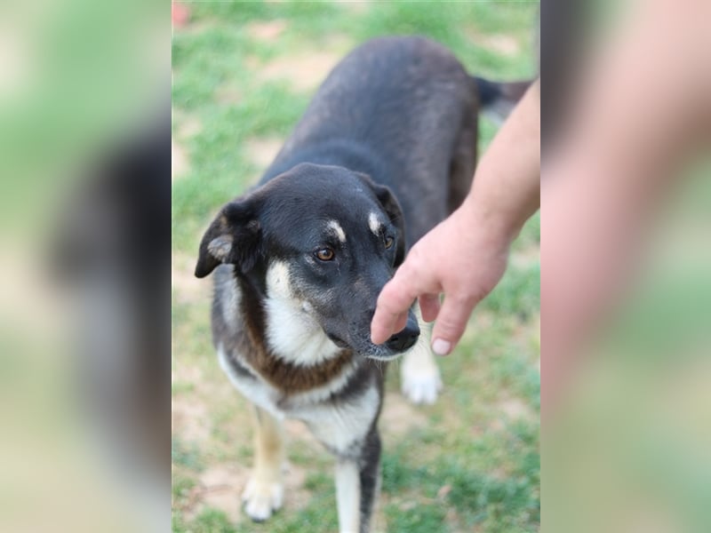 Zena, geb. ca. 05/2021, lebt in GRIECHENLAND, auf einem Gelände, auf dem die Hunde notdürftig versor