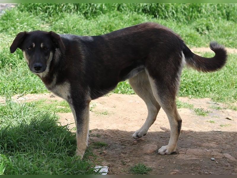 Zena, geb. ca. 05/2021, lebt in GRIECHENLAND, auf einem Gelände, auf dem die Hunde notdürftig versor