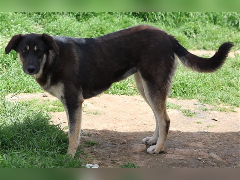 Zena, geb. ca. 05/2021, lebt in GRIECHENLAND, auf einem Gelände, auf dem die Hunde notdürftig versor