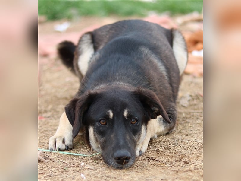 Zena, geb. ca. 05/2021, lebt in GRIECHENLAND, auf einem Gelände, auf dem die Hunde notdürftig versor