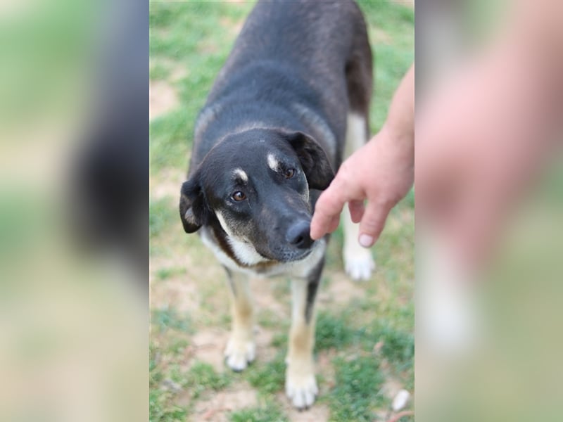 Zena, geb. ca. 05/2021, lebt in GRIECHENLAND, auf einem Gelände, auf dem die Hunde notdürftig versor