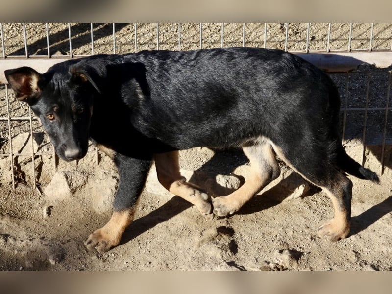 Hilda, verspielt, neugierig und aufgeschlossen