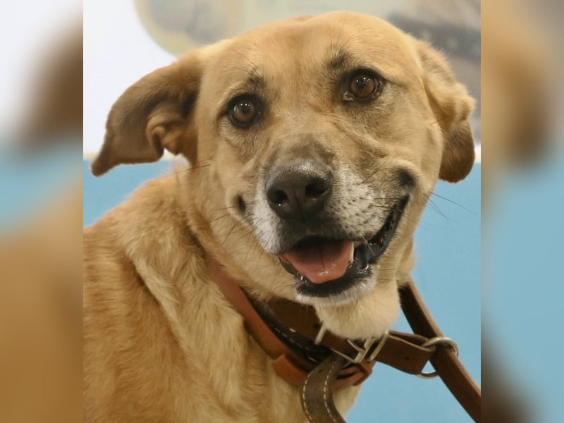 Hellen, sucht Altersruhesitz - NOTFALL -