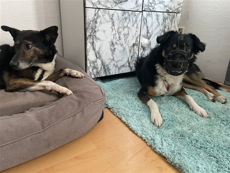 Zula