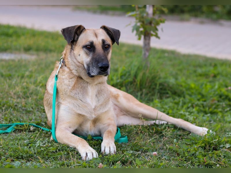 Chilly - eine liebevolle Hundedame auf der Suche nach ihrem Glück!