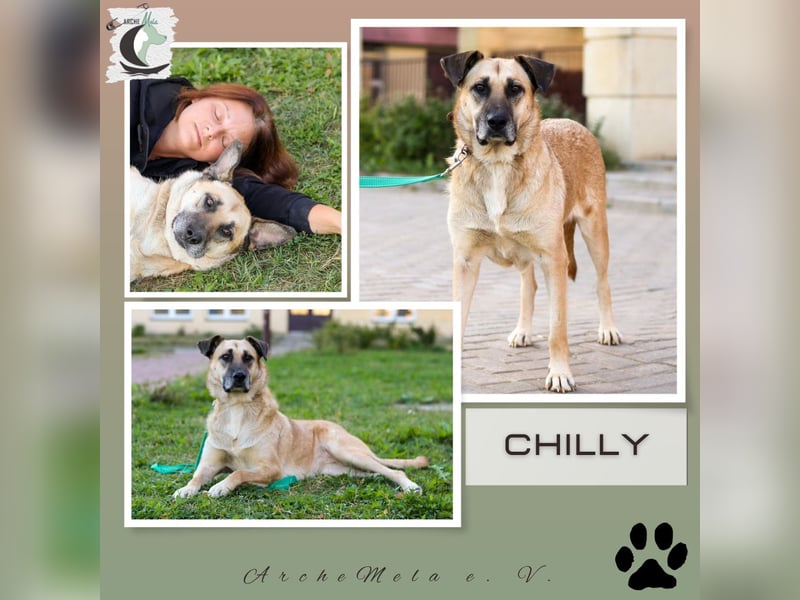 Chilly - eine liebevolle Hundedame auf der Suche nach ihrem Glück!