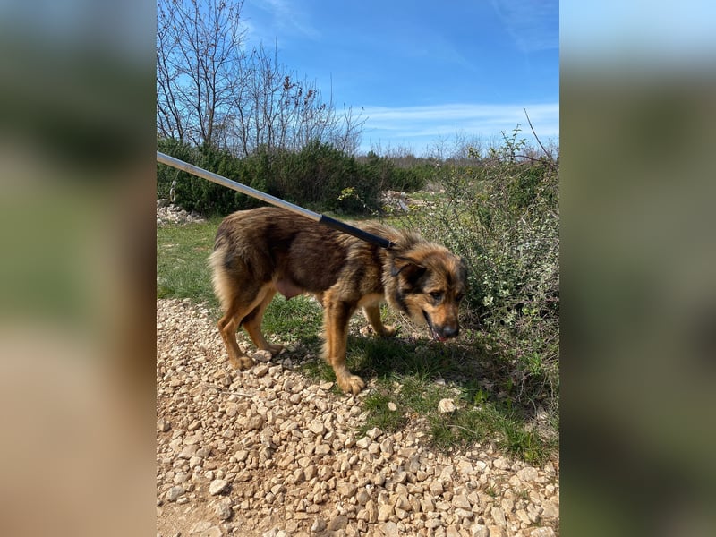 Oliva - eine scheue Hundedame