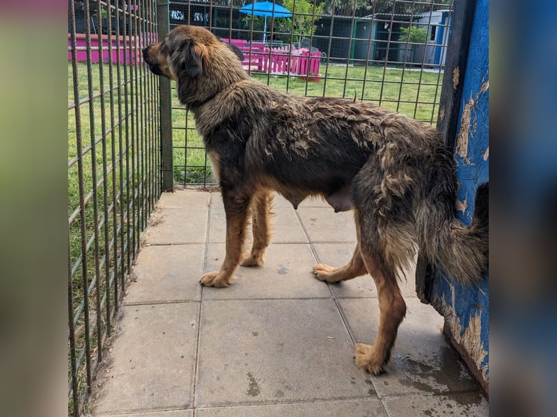 Oliva - eine scheue Hundedame
