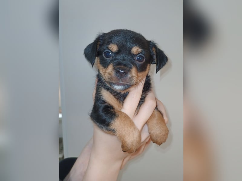 Süße Chorkie-Welpen black and tan & beige MIX !!!
