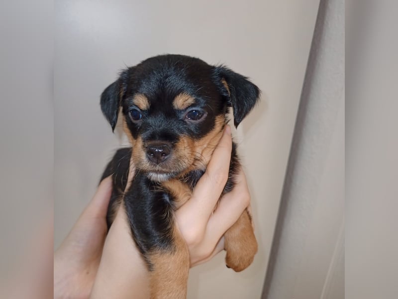 Süße Chorkie-Welpen black and tan & beige MIX !!!