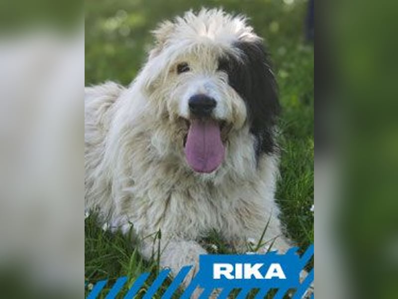 Rika - weiblich kastriert - geboren 2019