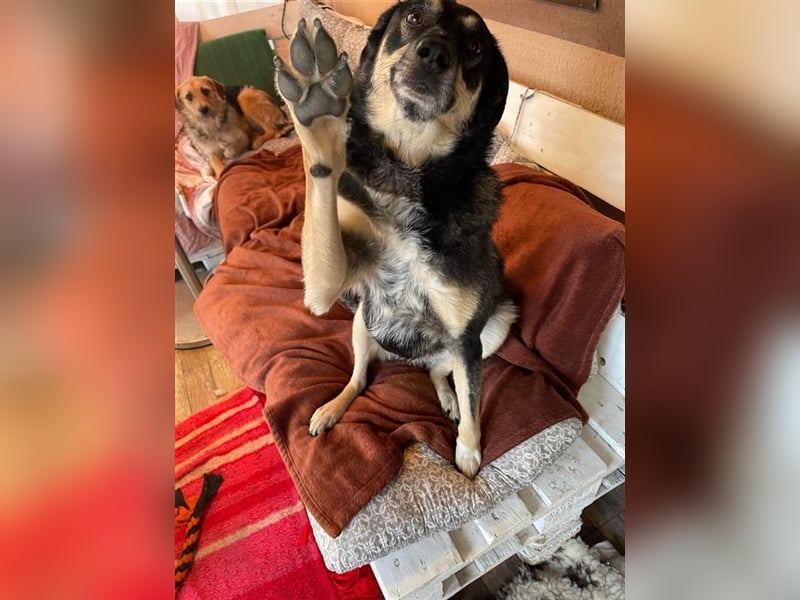 Ella sucht liebevolles zu Hause oder Pflegestelle
