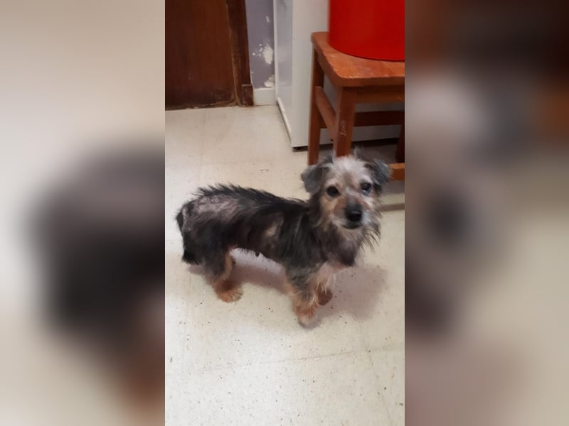 Estrella (und Tom?) wer gibt ihr (den beiden?) erstmalig ein beschütztes, liebevolles Zuhause