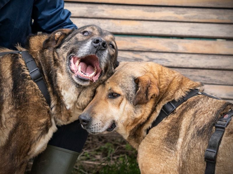 Superliebe URSA sehnt sich noch 1x nach einem Zuhause in Liebe und Geborgenheit
