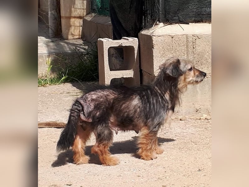 Estrella (und Tom?) wer gibt ihr (den beiden?) erstmalig ein beschütztes, liebevolles Zuhause