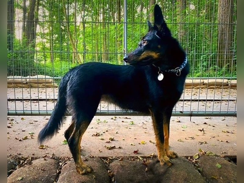 Pechpfötchen Zara sucht ein neues Zuhause