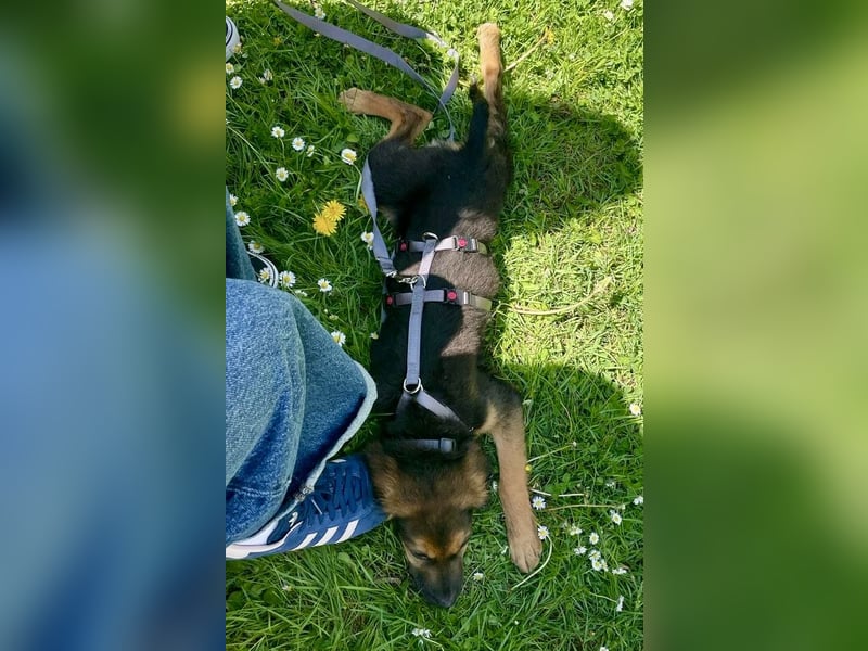Kleine Shushulka sucht ihr großes Glück