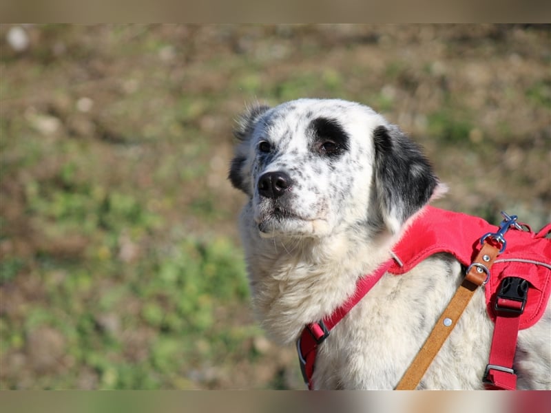 Pippa - eine geduldige und ruhige Hündin