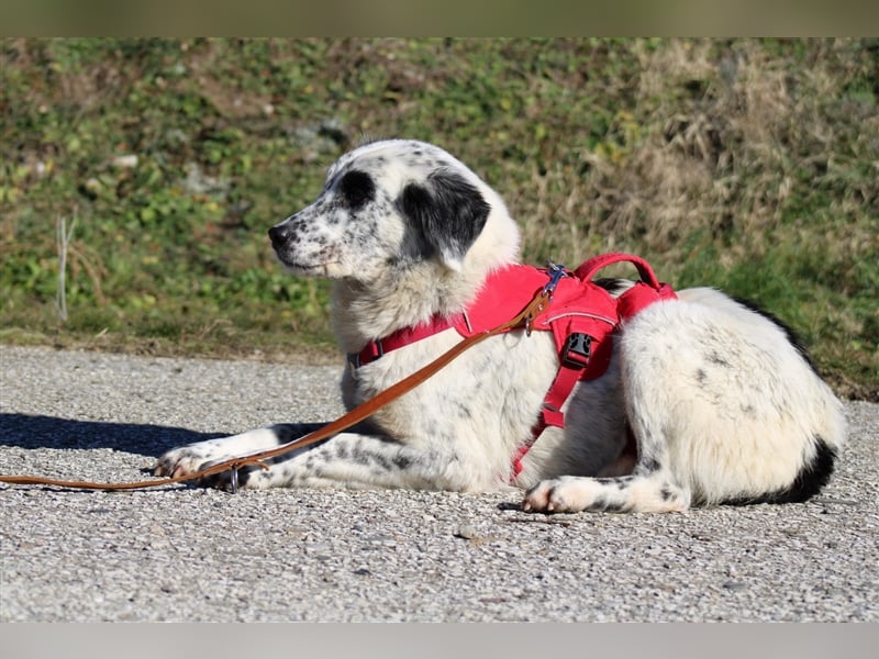 Pippa - eine geduldige und ruhige Hündin