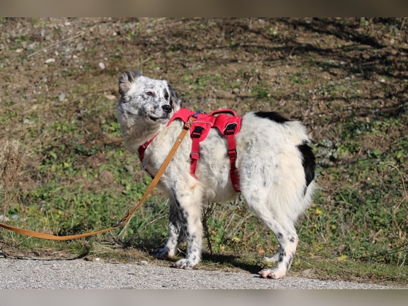 Pippa - eine geduldige und ruhige Hündin