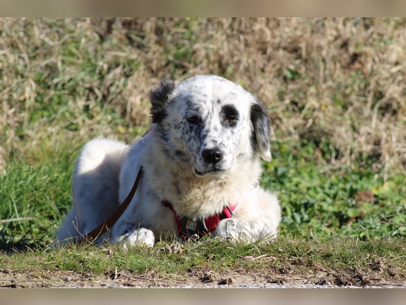 Pippa - eine geduldige und ruhige Hündin