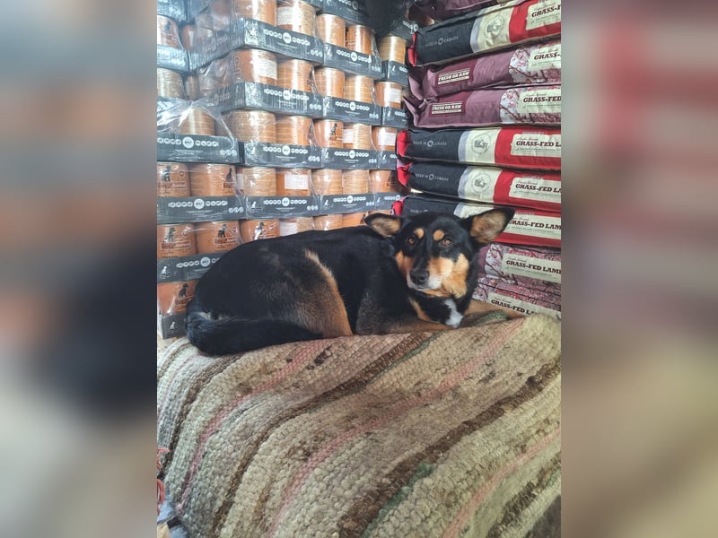 Süße Shiva sucht ihre Kuschelpartner