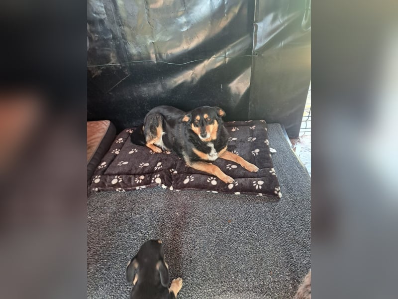 Süße Shiva sucht ihre Kuschelpartner