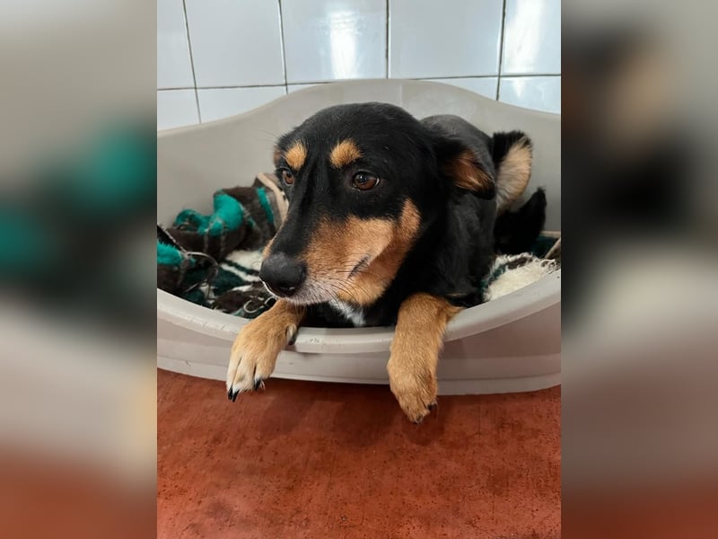 Süße Shiva sucht ihre Kuschelpartner