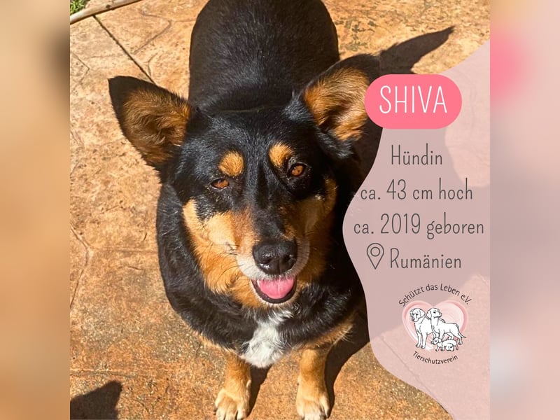Süße Shiva sucht ihre Kuschelpartner