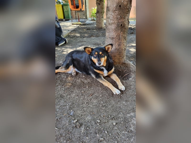 Süße Shiva sucht ihre Kuschelpartner