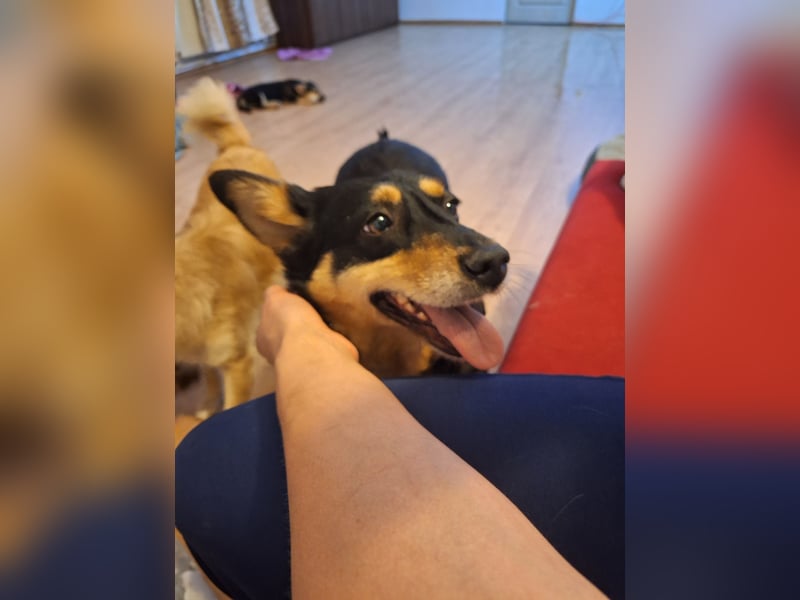 Süße Shiva sucht ihre Kuschelpartner