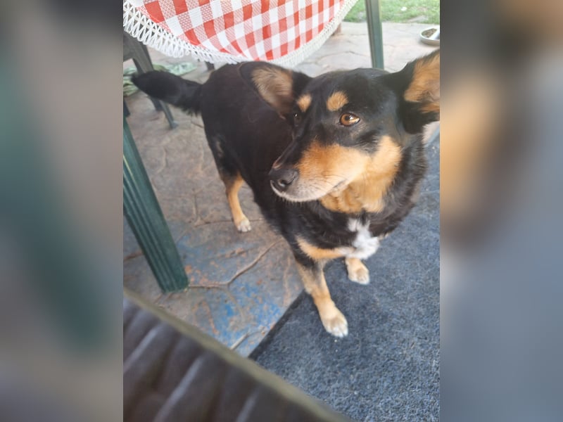 Süße Shiva sucht ihre Kuschelpartner