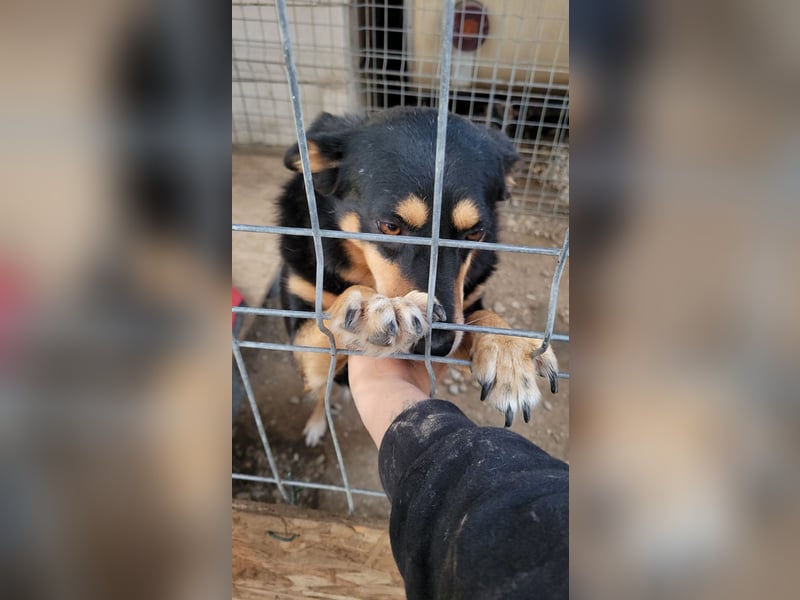Süße Shiva sucht ihre Kuschelpartner