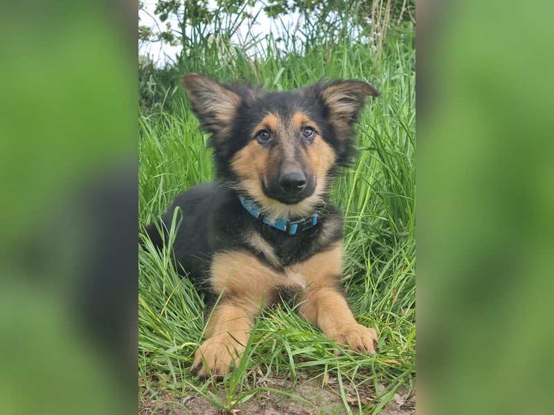 Schäferhund x Collie Mischlingswelpen