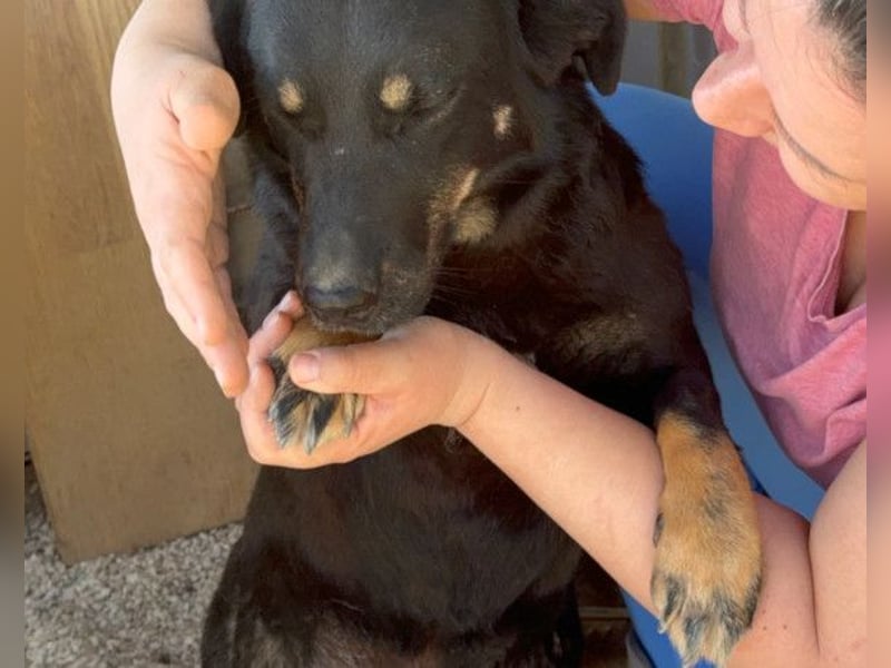YARINA❤️zartes Hundemädchen möchte endlich aus dem Tierheim ausziehen