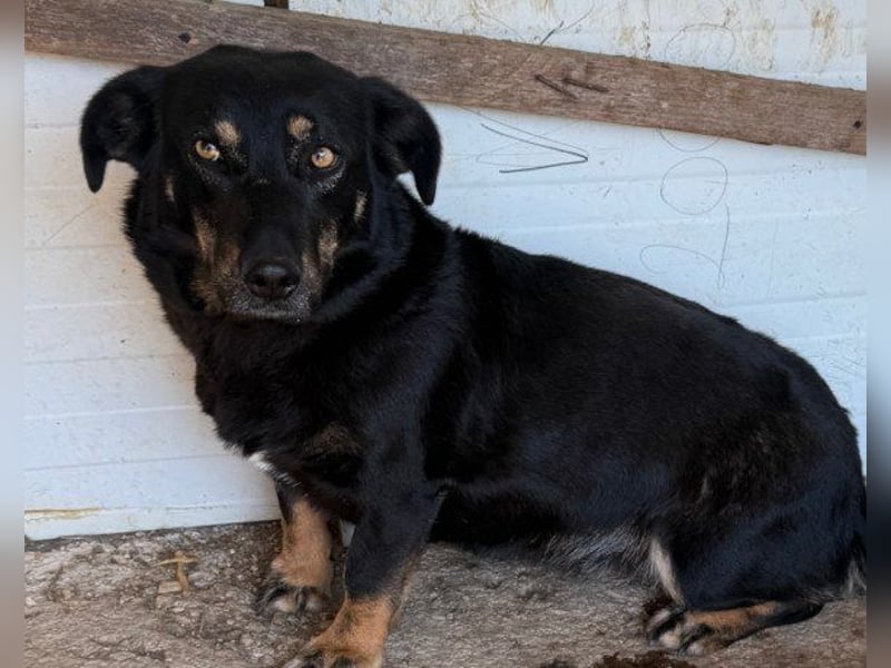 YARINA❤️zartes Hundemädchen möchte endlich aus dem Tierheim ausziehen
